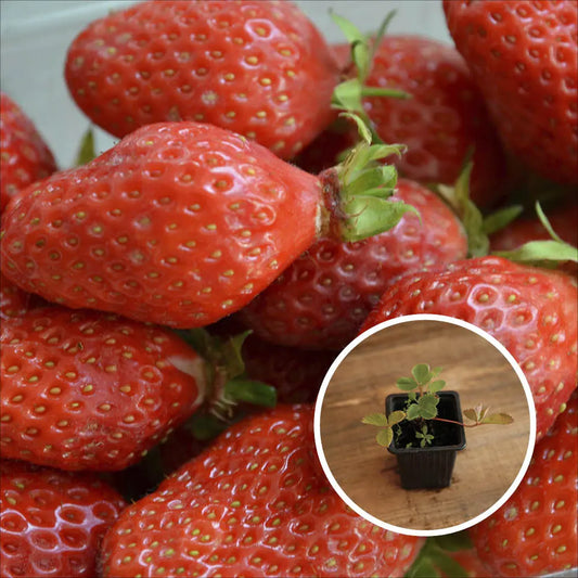 FRAISIER GARIGUETTE AB - PLANT 
