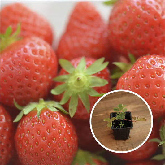 FRAISIER MARA DES BOIS AB - PLANT 