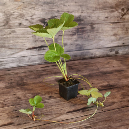 FRAISIER RUBIS DES JARDINS AB - PLANT 