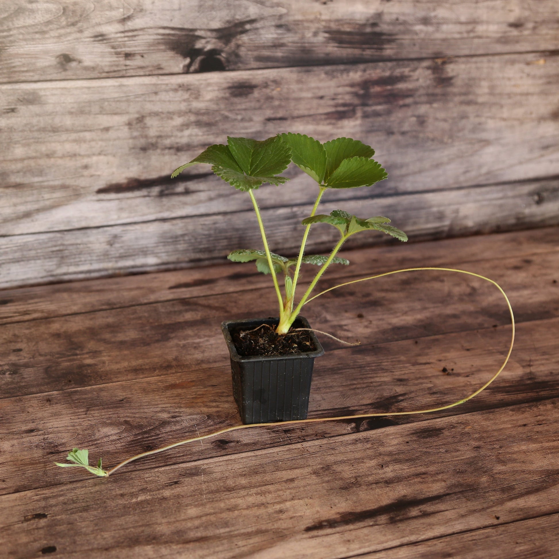 FRAISIER CANDISS AB - PLANT 