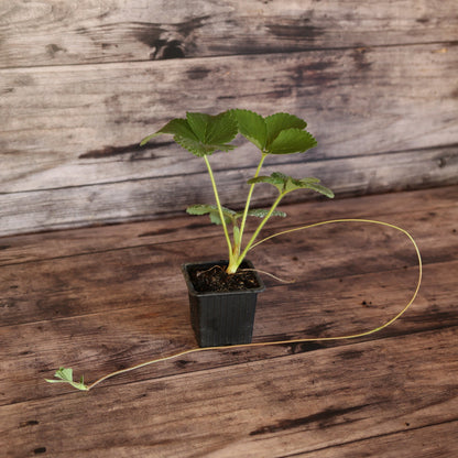 FRAISIER CANDISS AB - PLANT 