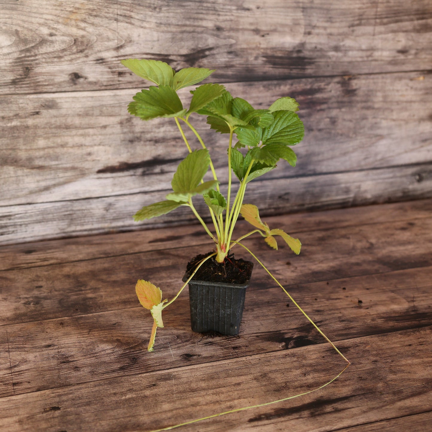 FRAISIER CANTALISS AB - PLANT 
