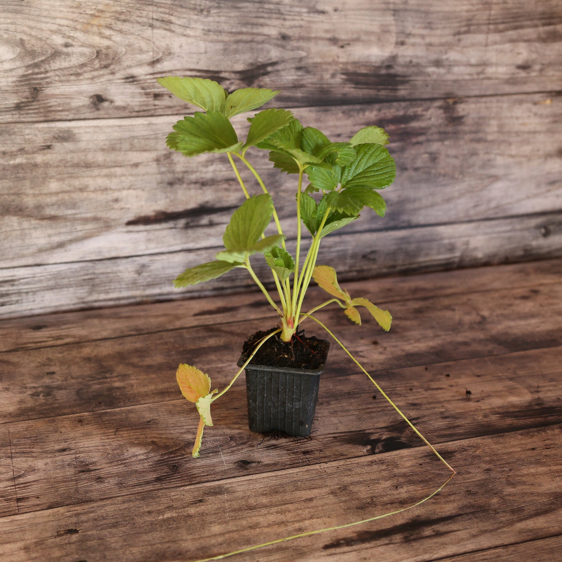 FRAISIER CANTALISS AB - PLANT 