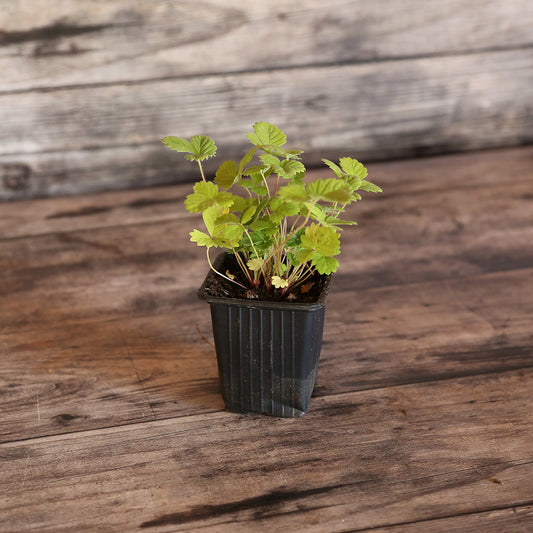 FRAISIER GOLDEN ALPINE AB - PLANT 