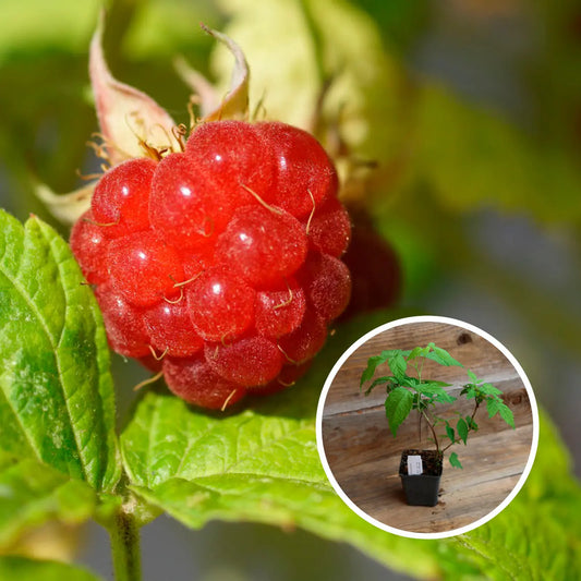 FRAMBOISIER BOIS BLANC - PLANT AB 