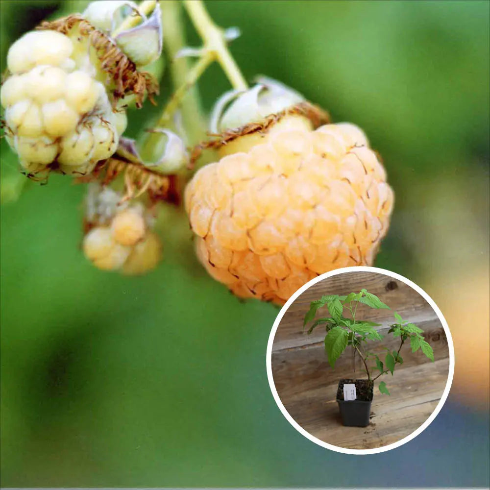 Queen Golden Raspberry Framboisier Golden Queen Bio – La Ferme de Sainte Marthe