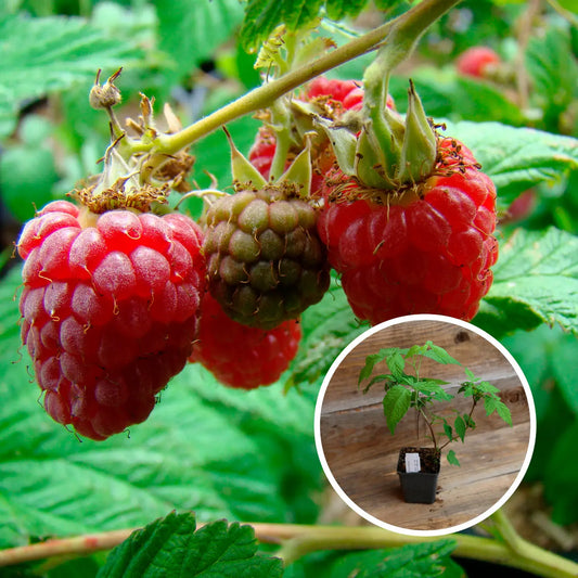 FRAMBOISIER ROUGE SCHOENEMANN AB - PLANT 