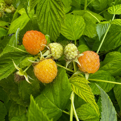 FRAMBOISIER AUTUMN AMBER AB - PLANT 