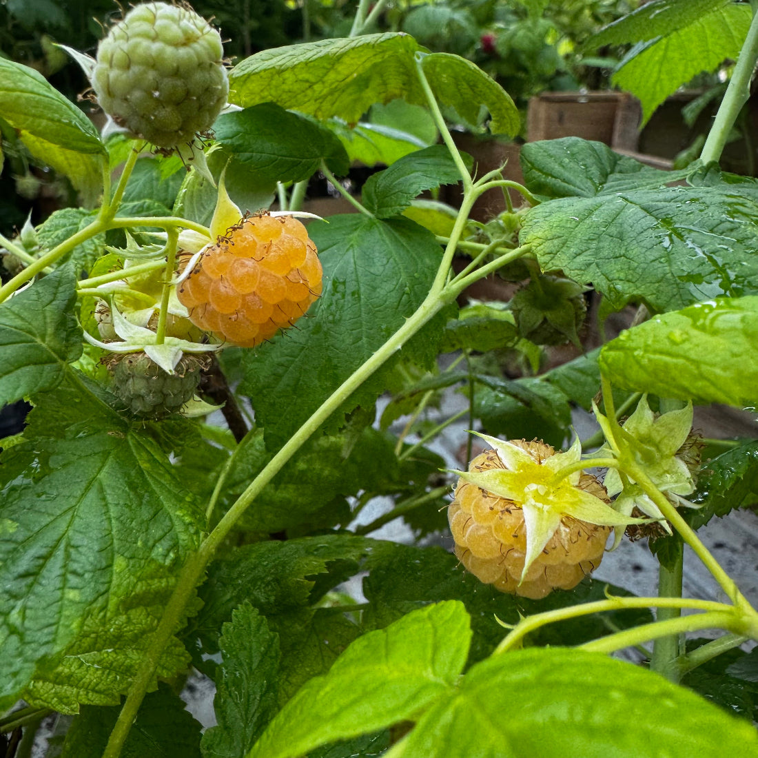 FRAMBOISIER JAUNE GOLDEN EVEREST AB - PLANT 