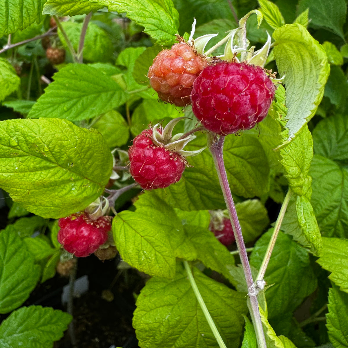 FRAMBOISIER VIOLETTE AB - PLANT 