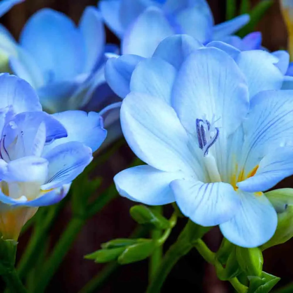 FREESIA DOUBLE BLEU 