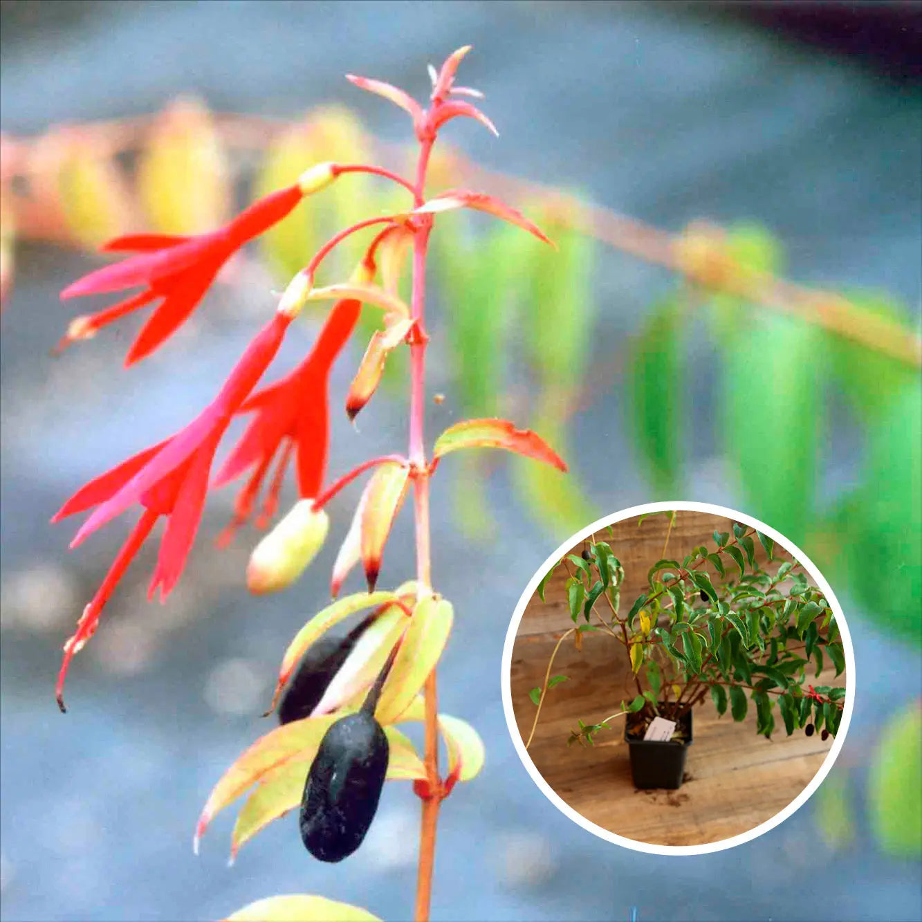 FUCHSIA COMESTIBLE AB - PLANT 
