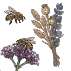 Graines de fleurs par usages