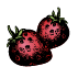 Plants de fraisiers bio