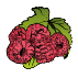 Plants de framboisiers bio