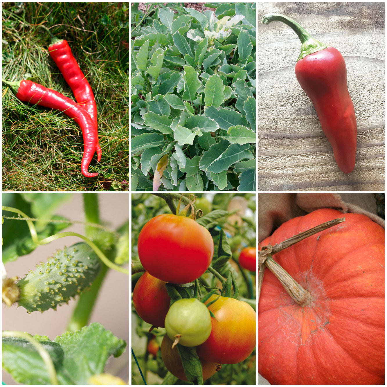 SÉLECTION "FRENCH TOUCH DU POTAGER"