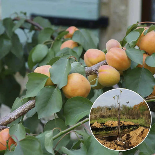 Abricotier bergeron bio – La Ferme de Sainte Marthe