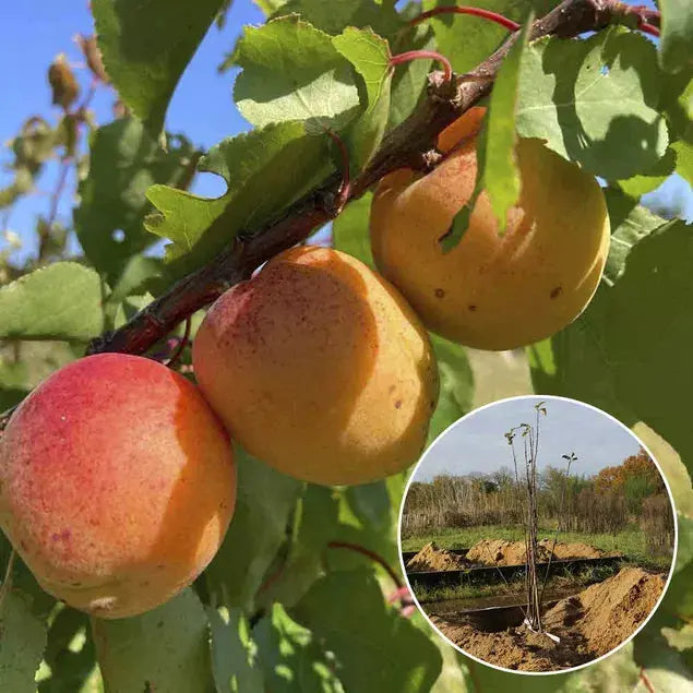 Abricotier précoce de saumur bio – La Ferme de Sainte Marthe