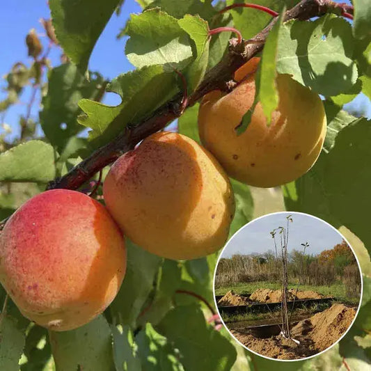 Abricotier précoce de saumur bio – La Ferme de Sainte Marthe