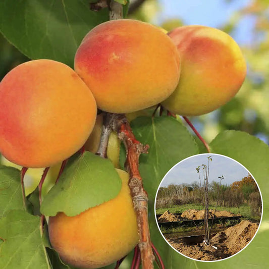Abricotier rouge du roussillon bio – La Ferme de Sainte Marthe