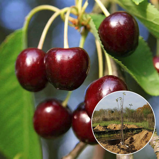 Cerisier bigarreau noir de meched bio – La Ferme de Sainte Marthe