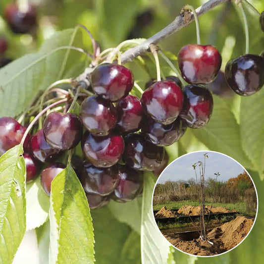 Cerisier bigarreau reverchon bio – La Ferme de Sainte Marthe