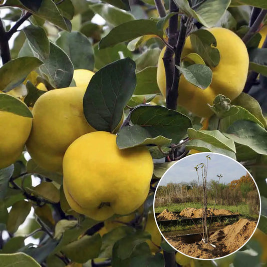 Cognassier jaune champion bio – La Ferme de Sainte Marthe