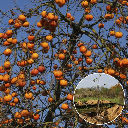 Kaki fuyu bio – La Ferme de Sainte Marthe