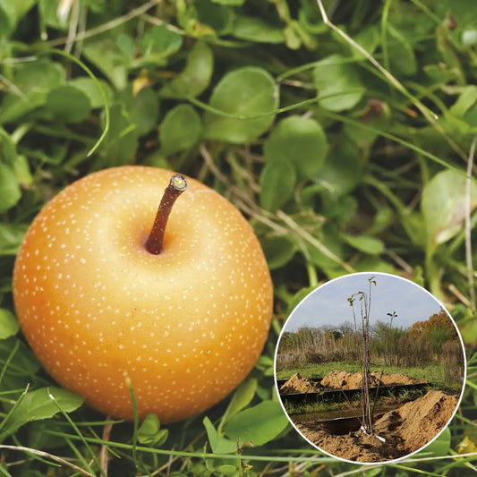 Nashi bio – La Ferme de Sainte Marthe
