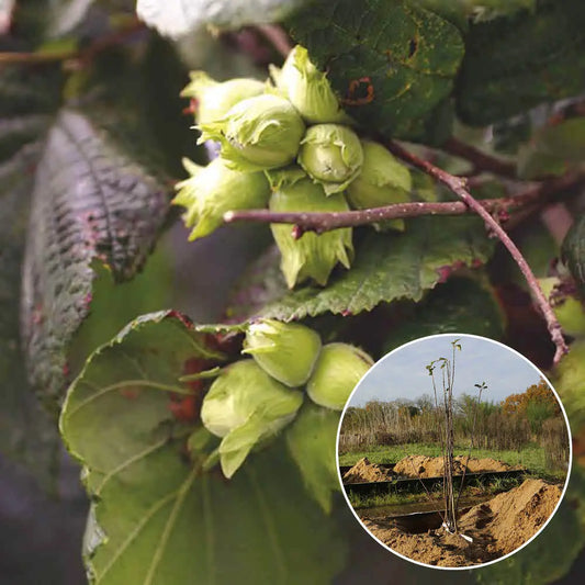 Noisetier segorbe bio – La Ferme de Sainte Marthe