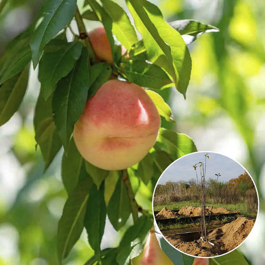 Pêcher blanche de vigne bio – La Ferme de Sainte Marthe