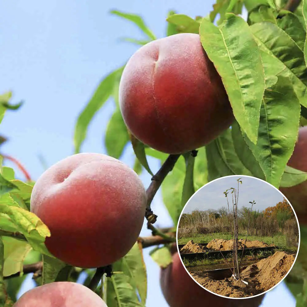 Pêcher grosse mignonne bio – La Ferme de Sainte Marthe