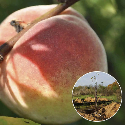Pêcher reine des vergers bio – La Ferme de Sainte Marthe