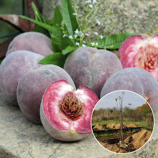 Pêcher sanguine bio – La Ferme de Sainte Marthe