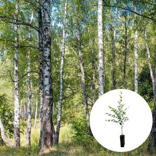 Plant truffier bouleau – La Ferme de Sainte Marthe