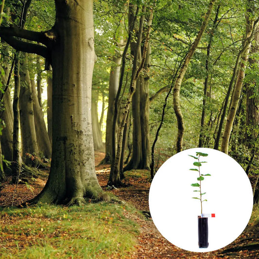 Plant truffier hêtre – La Ferme de Sainte Marthe