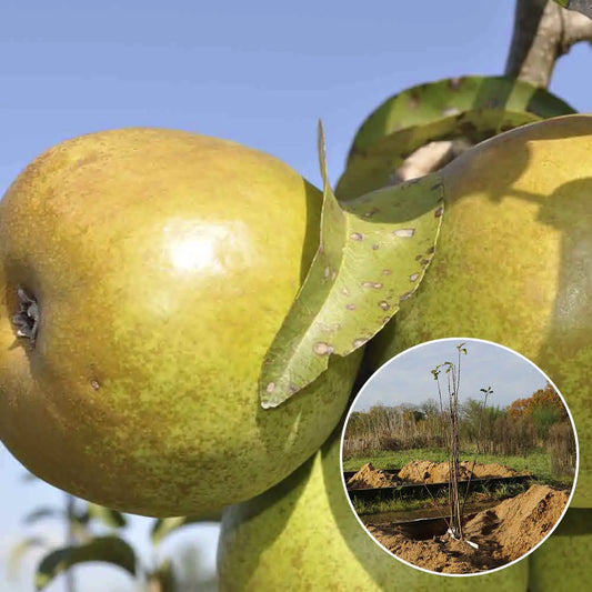 Poirier beurre d'anjou bio – La Ferme de Sainte Marthe