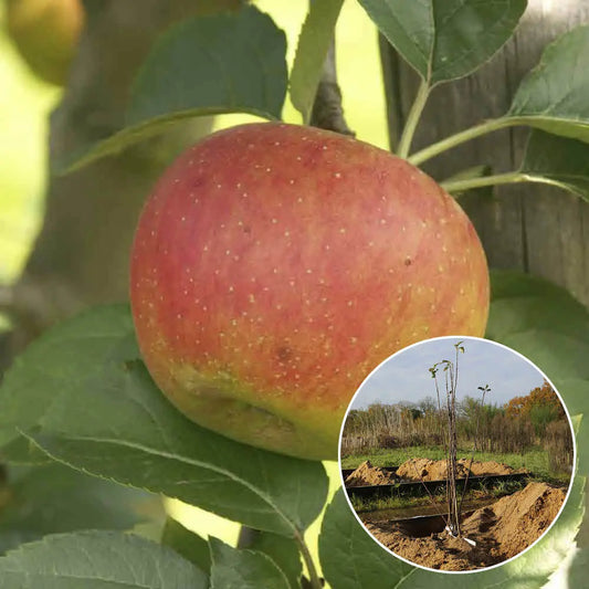 Pommier bénédictin bio – La Ferme de Sainte Marthe