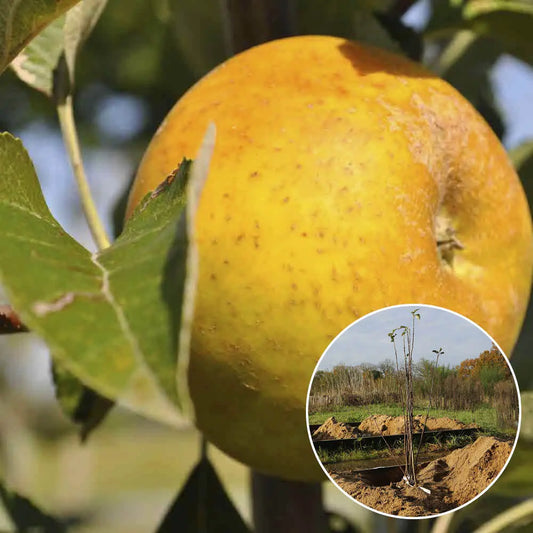Pommier bonne hotture bio – La Ferme de Sainte Marthe