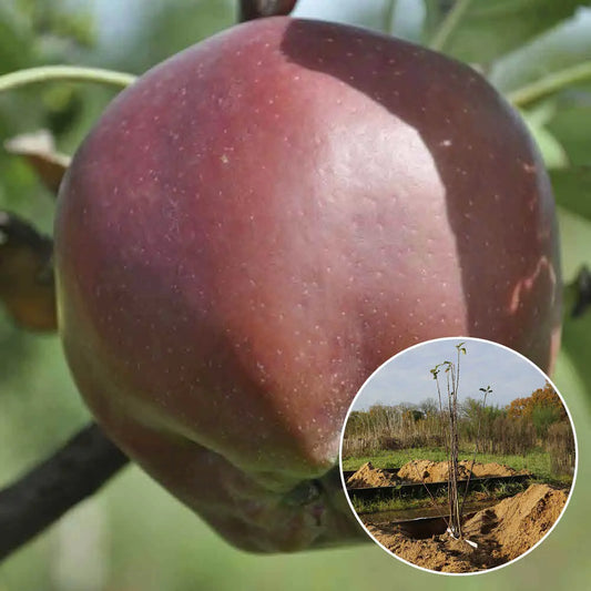 Pommier calville rouge d'hiver bio – La Ferme de Sainte Marthe