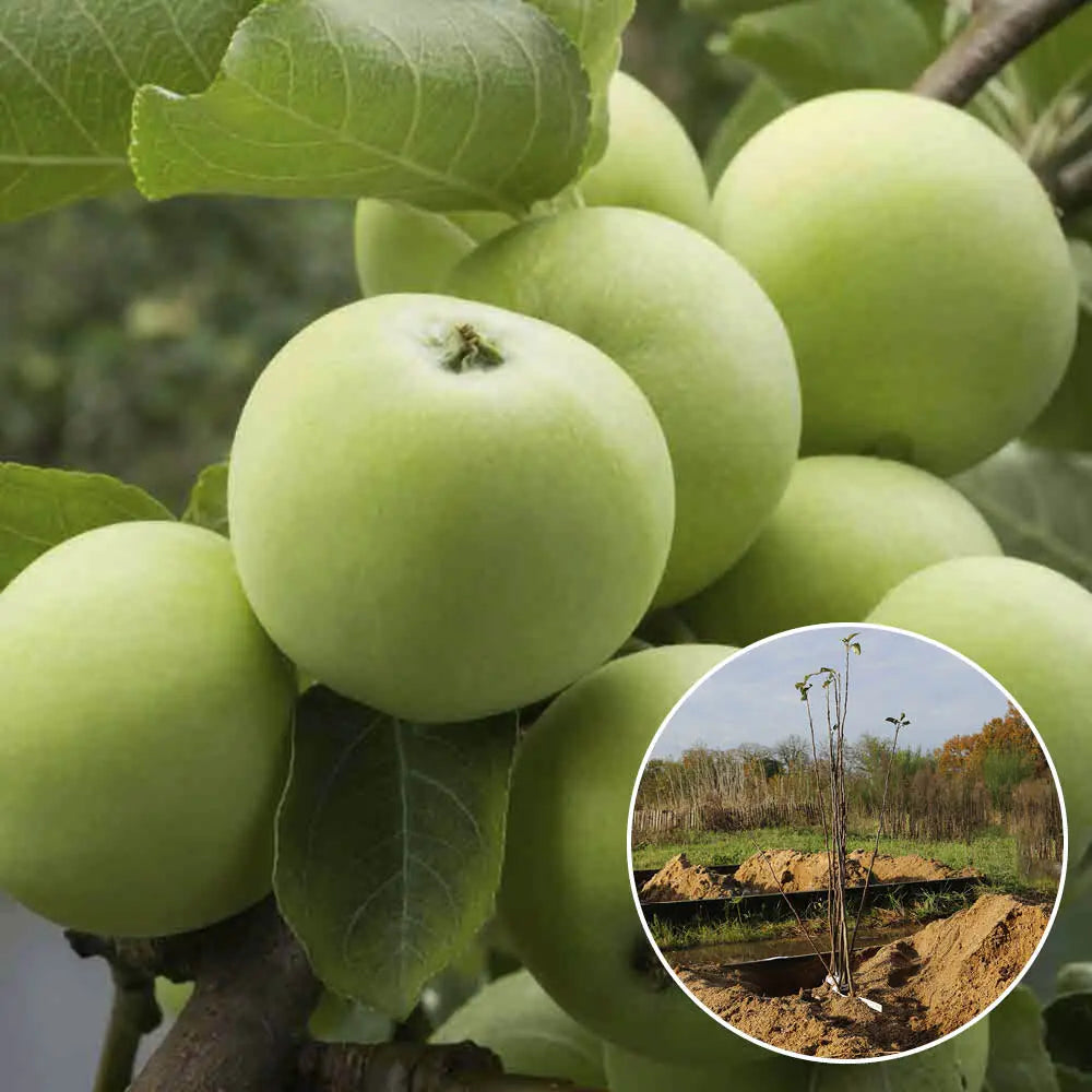 Pommier granny smith bio – La Ferme de Sainte Marthe