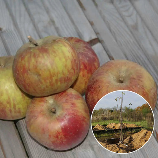 Pommier gravenstein bio – La Ferme de Sainte Marthe