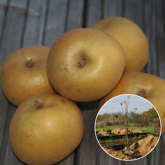 Pommier patte de loup bio – La Ferme de Sainte Marthe