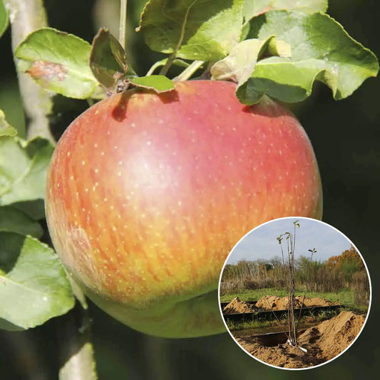 Pommier reine des reinettes bio – La Ferme de Sainte Marthe