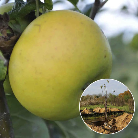 Pommier reinette clochard bio – La Ferme de Sainte Marthe