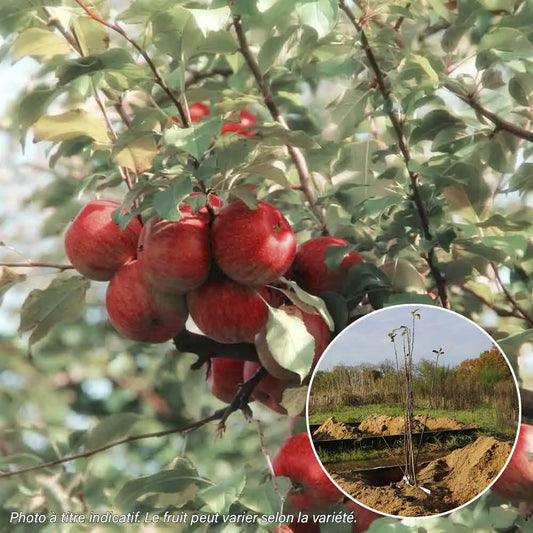Pommier sanguine ou sanguinole bio – La Ferme de Sainte Marthe