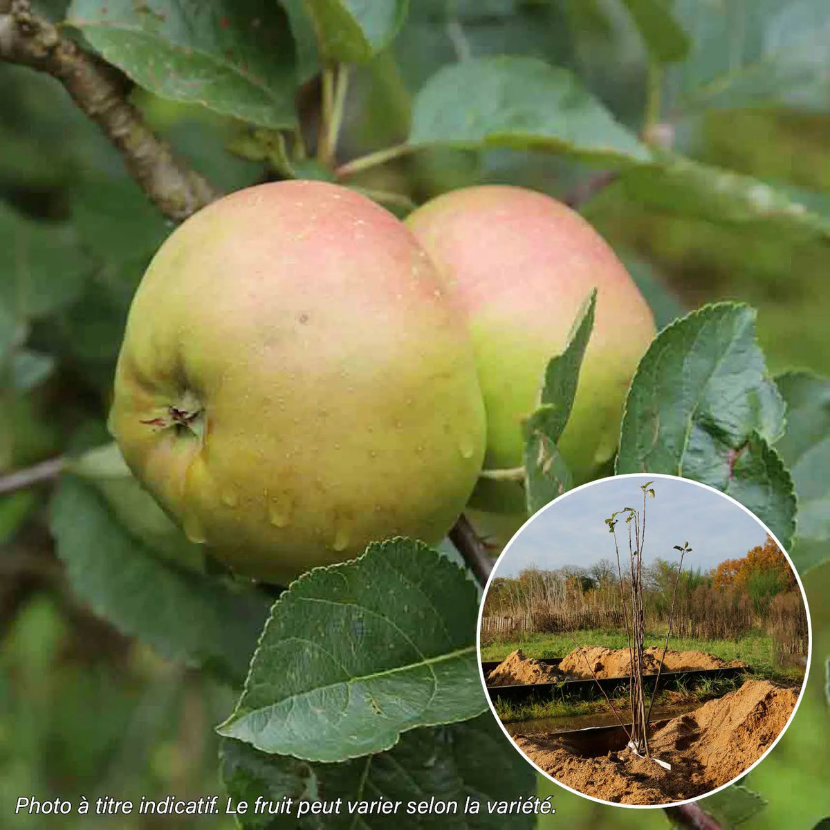 Pommier winter banana bio – La Ferme de Sainte Marthe