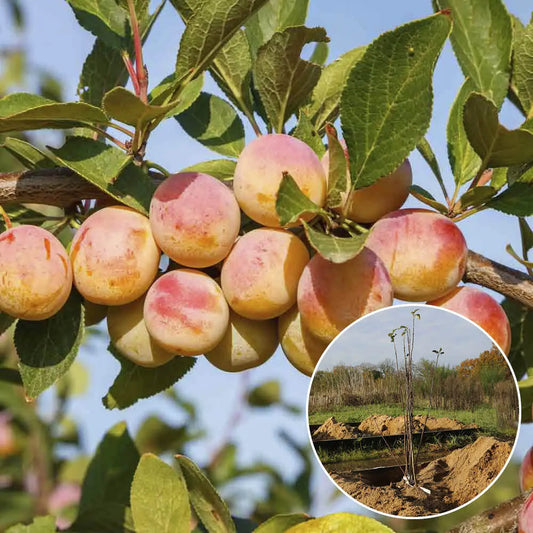 Prunier mirabelle de nancy bio – La Ferme de Sainte Marthe
