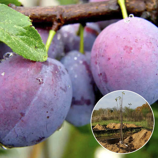 Prunier quetsche d'alsace bio – La Ferme de Sainte Marthe
