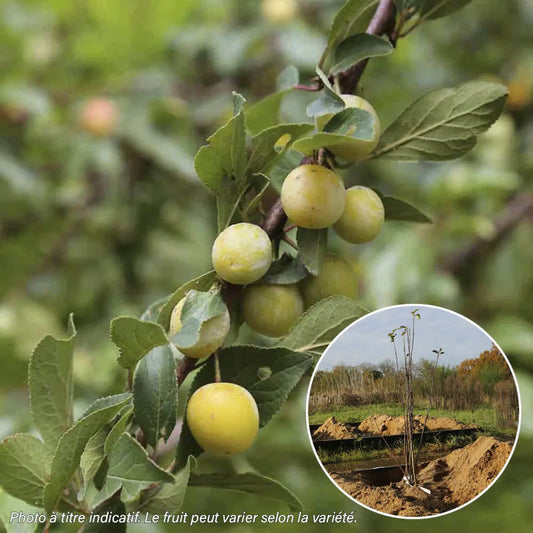 Prunier reine claude verte (dorée) bio – La Ferme de Sainte Marthe
